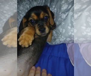 Chiweenie Puppy for sale in SOUTH MILWAUKEE, WI, USA