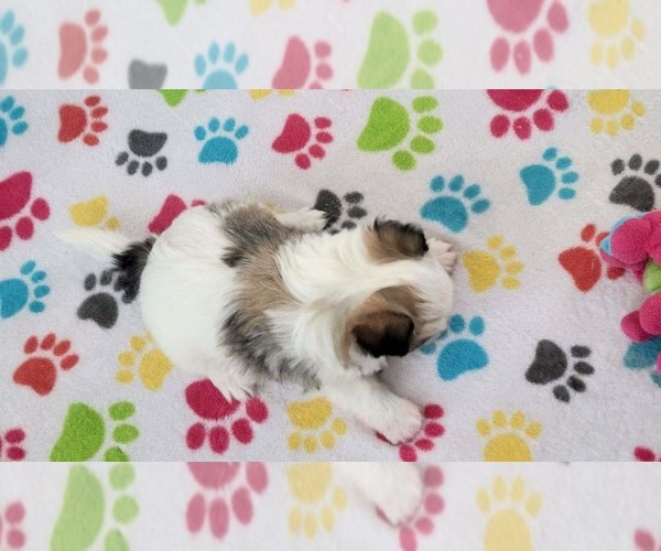 Medium Photo #9 Papitese Puppy For Sale in ORO VALLEY, AZ, USA