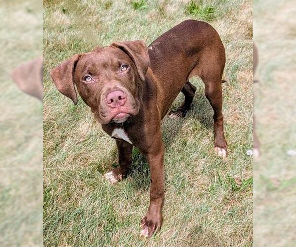 Medium Photo #1 American Pit Bull Terrier-Unknown Mix Puppy For Sale in Akron, OH, USA