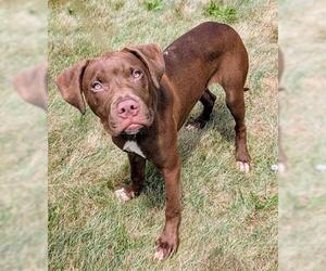 American Pit Bull Terrier-Unknown Mix Dogs for adoption in Akron, OH, USA