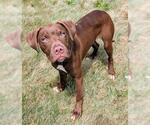 Small American Pit Bull Terrier Mix