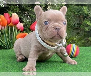 French Bulldog Puppy for sale in BOSTON, MA, USA
