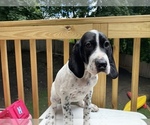 Puppy 2 English Setter-German Shorthaired Pointer Mix