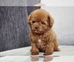 Small Photo #4 Poodle (Toy) Puppy For Sale in LONG ISLAND CITY, NY, USA
