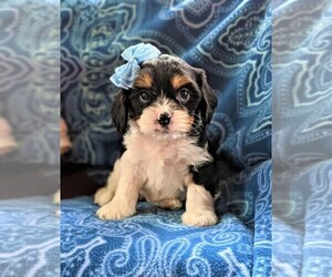Cava-Tzu Puppy for sale in GLEN ROCK, PA, USA