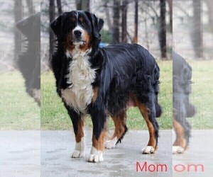 Mother of the Miniature Bernedoodle puppies born on 01/09/2023