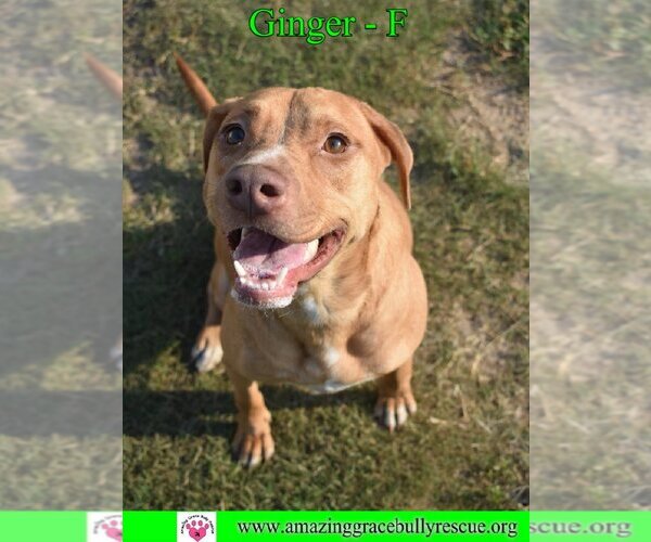 Medium Photo #4 Labrador Retriever-Unknown Mix Puppy For Sale in Pensacola, FL, USA