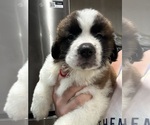 Small #4 Saint Bernard