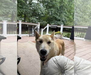 German Shepherd Dog Dogs for adoption in Centreville, VA, USA