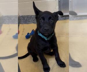 Labrador Retriever-Unknown Mix Dogs for adoption in Brewster, MA, USA