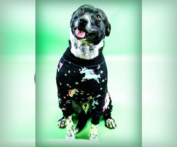 Medium Photo #5 Mutt Puppy For Sale in Holly Springs, MS, USA