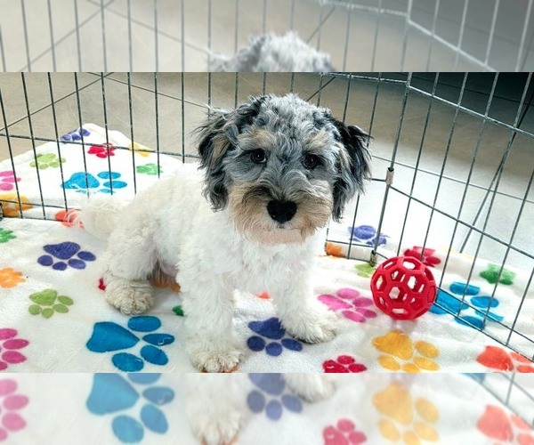 Medium Photo #2 Havapoo Puppy For Sale in ORO VALLEY, AZ, USA