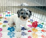 Hunter - Male Havapoo Puppy for Sale - Photo #2