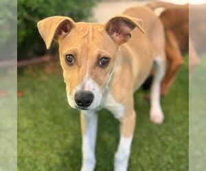 Colonial Cocker Spaniel-Unknown Mix Dogs for adoption in San Diego, CA, USA