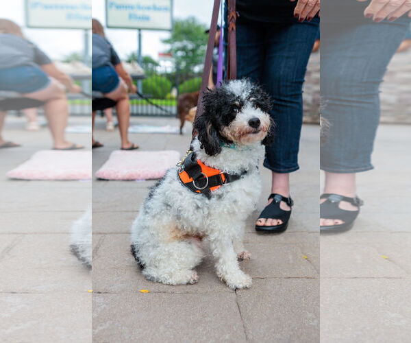 Medium Photo #2 Poodle (Miniature) Puppy For Sale in St. Louis Park, MN, USA