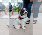 Small #1 Poodle (Miniature)
