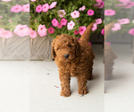 Small #3 Goldendoodle (Miniature)