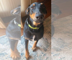 Doberman Pinscher-Unknown Mix Dogs for adoption in Columbus, IN, USA