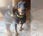 Small Doberman Pinscher Mix