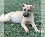 Small #1 Australian Shepherd Mix