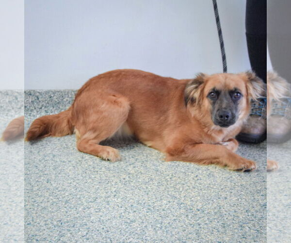 Medium Photo #4 Boxer-Colonial Cocker Spaniel Mix Puppy For Sale in Huntley, IL, USA