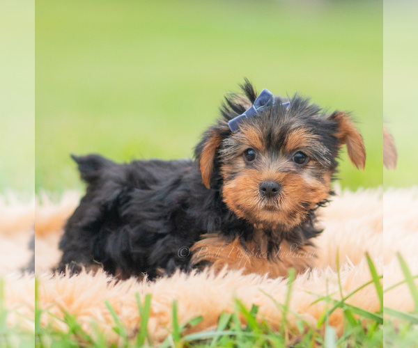 Medium Photo #4 Yorkshire Terrier Puppy For Sale in WARSAW, IN, USA