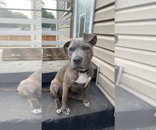 Medium Photo #5 Mutt Puppy For Sale in Greenville, SC, USA
