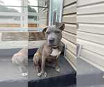 Small #4 Mutt