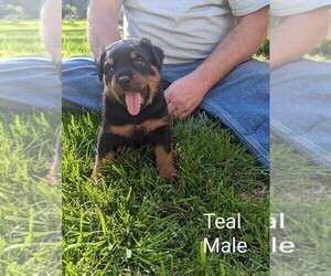Rottweiler Puppy for Sale in LITTLESTOWN, Pennsylvania USA