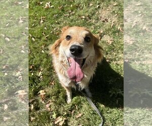 Golden Retriever-Unknown Mix Dogs for adoption in Kansas City, MO, USA