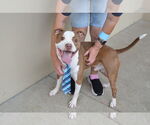 Small #1 American Pit Bull Terrier Mix