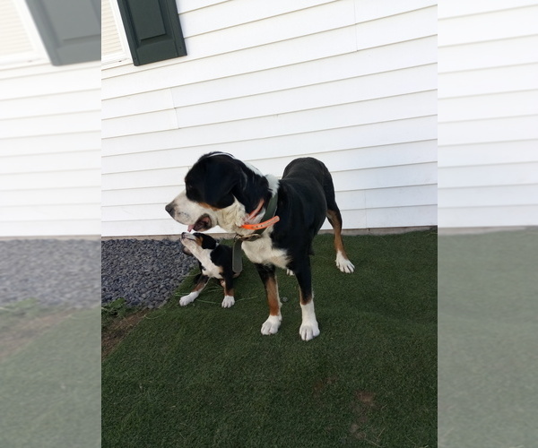 Medium Photo #5 Greater Swiss Mountain Dog Puppy For Sale in BELLEFONTE, PA, USA