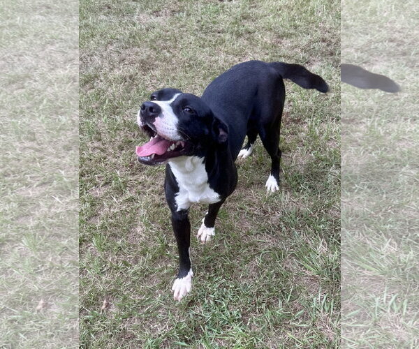 Medium Photo #1 Mutt Puppy For Sale in Eastman, GA, USA