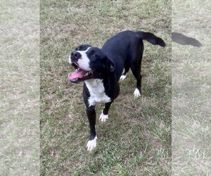 Mutt Dogs for adoption in Eastman, GA, USA