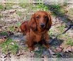 Small Photo #1 Dachshund Puppy For Sale in CLARK, MO, USA