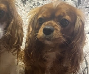 Mother of the Cavalier King Charles Spaniel puppies born on 01/11/2026