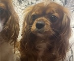 Small Photo #1 Cavalier King Charles Spaniel Puppy For Sale in ELDRED, PA, USA