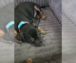 Small Mutt