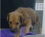Small #2 Golden Labrador