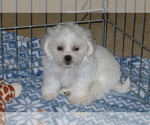 Small Photo #5 Zuchon Puppy For Sale in ORO VALLEY, AZ, USA