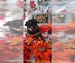 Small #6 Yorkshire Terrier