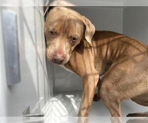 American Pit Bull Terrier-Unknown Mix Dogs for adoption in Houston, TX, USA