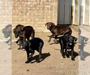 Rocky - Male Labrador Retriever-Miniature Pinscher Mix Dog for Adoption - Photo #4