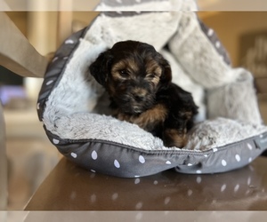 Cavapoo Puppy for Sale in CONVERSE, Indiana USA