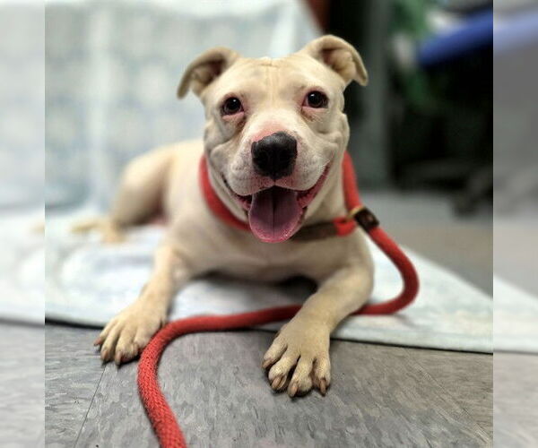 Medium Photo #1 Staffordshire Bull Terrier-Unknown Mix Puppy For Sale in Long Beach, CA, USA