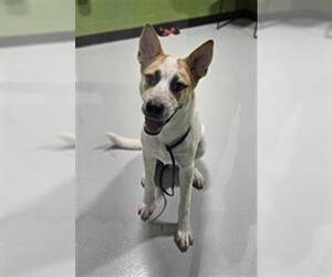 Huskies -Unknown Mix Dogs for adoption in Temple, TX, USA
