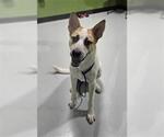 Small Huskies  Mix