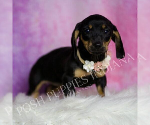 Medium Photo #19 Dachshund Puppy For Sale in WARSAW, IN, USA