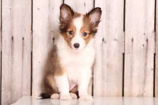 Medium Shetland Sheepdog