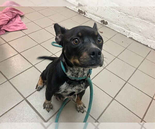 Medium Photo #1 Texas Heeler-Unknown Mix Puppy For Sale in Santa Maria, CA, USA